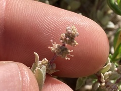 Atriplex watsonii