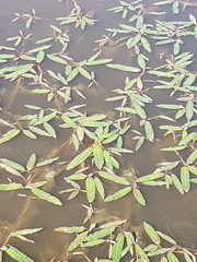 Persicaria amphibia