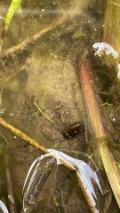 Copelatus teranishii