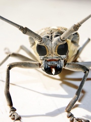Batocera rufomaculata