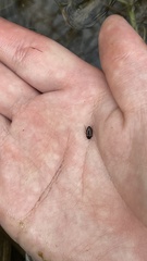 Copelatus teranishii