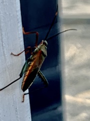 Notobitus meleagris