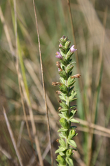 Odontites kaliformis