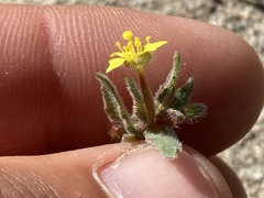 Camissoniopsis lewisii
