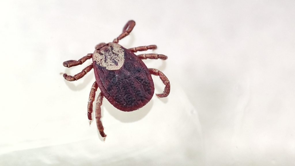 Dermacentor silvarum
