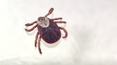 Dermacentor silvarum