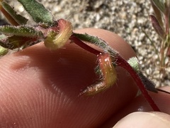 Camissoniopsis lewisii