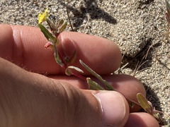 Camissoniopsis lewisii