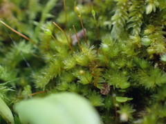 Sematophyllaceae