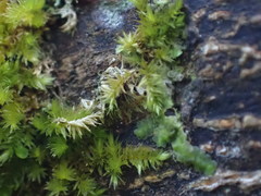 Sematophyllaceae
