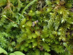 Sematophyllaceae