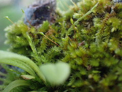 Sematophyllaceae
