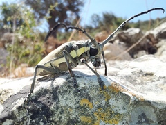 Batocera rufomaculata