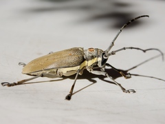 Batocera rufomaculata