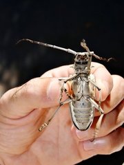 Batocera rufomaculata
