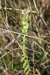 Odontites kaliformis