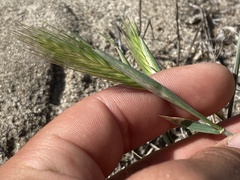 Hordeum murinum glaucum