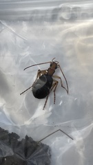 Brachinus scotomedes