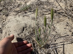 Hordeum murinum glaucum