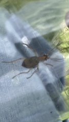 Brachinus scotomedes