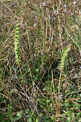 Odontites kaliformis