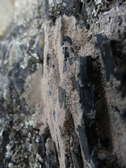 Aspicilia polychroma