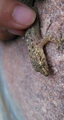 Hemidactylus kushmorensis