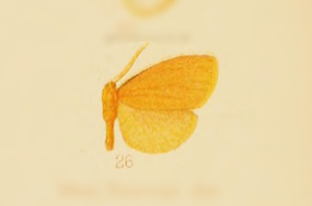 Clemensia flava