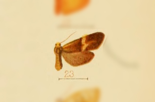Lycomorphodes aracia
