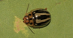 Paropsisterna insignita