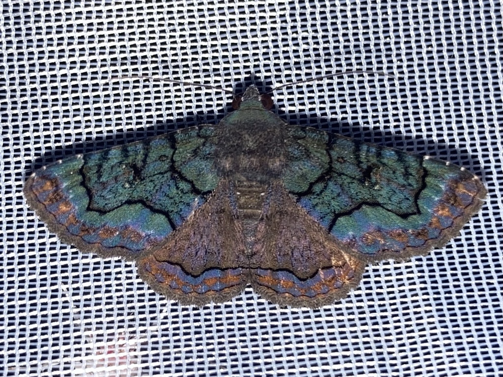 Pseudyrias calligramma