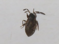 Scolopostethus thomsoni