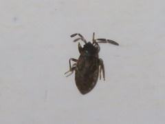 Scolopostethus thomsoni