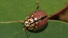 Paropsisterna decolorata