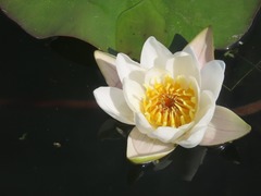 Nymphaea tetragona
