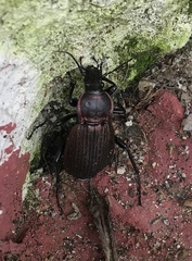 Carabus morbillosus