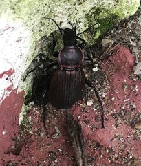 Carabus morbillosus