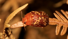 Paropsis aspera