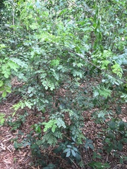Dalbergia setifera
