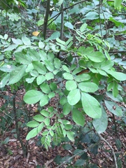 Dalbergia setifera