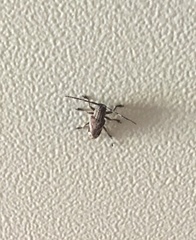 Pterolophia lateralis