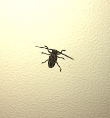 Pterolophia lateralis