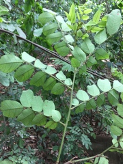 Dalbergia setifera
