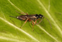 Arotrephes speculator
