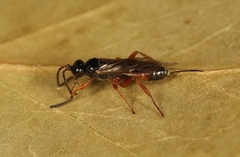 Arotrephes speculator