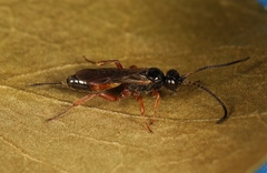 Arotrephes speculator