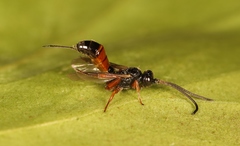 Arotrephes speculator