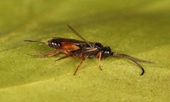 Arotrephes speculator