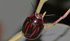 Paropsisterna semivittata