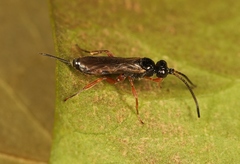 Arotrephes speculator